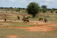 2009 Safari Kenya