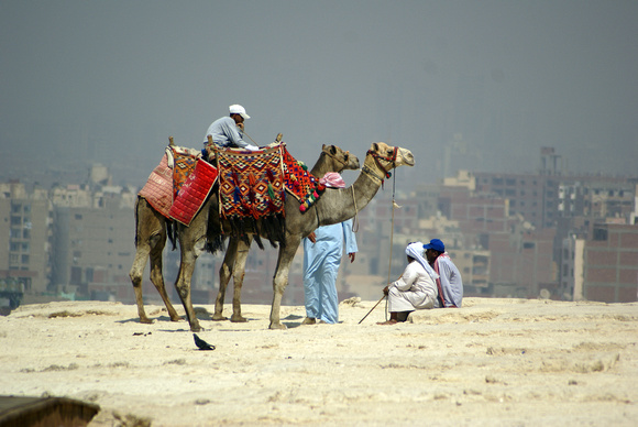 Cairo camels