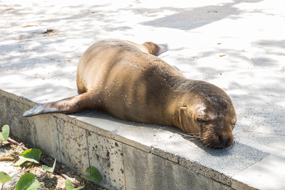 Seal sleeping on a street pavement in the Galapagos