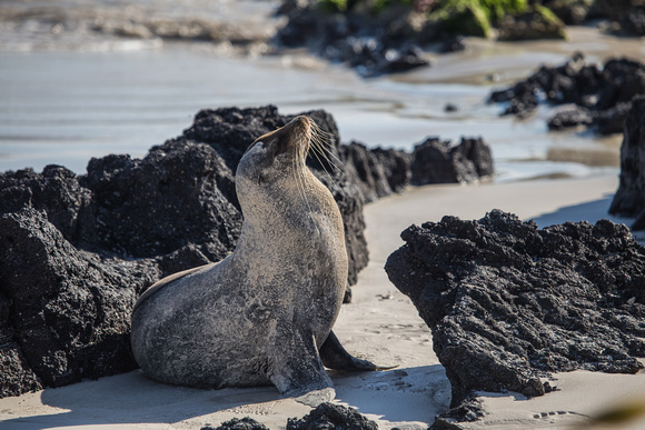 Seal catching some 'rays' in the Galapagos